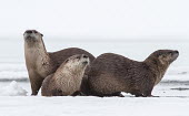 River Otters Lontra canadensis,North American river otter,Wild,North American otter,Carnivores,Carnivora,Mammalia,Mammals,Weasels, Badgers and Otters,Mustelidae,Chordates,Chordata,Northern river otter,Nutria Norte