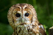 Tawny owl owl,Tawny owl,Strix aluco,British Wildlife Centre,Lingfield,Surrey,Captive,Chordates,Chordata,True Owls,Strigidae,Aves,Birds,Owls,Strigiformes,Urban,Agricultural,Flying,Temperate,Strix,Europe,Asia,Car