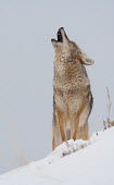 Call of the Coyote Canis latrans,Coyote,Wild,Mammalia,Mammals,Dog, Coyote, Wolf, Fox,Canidae,Carnivores,Carnivora,Chordates,Chordata,prairie wolf,brush wolf,American jackal,Semi-desert,Terrestrial,Heathland,North Americ