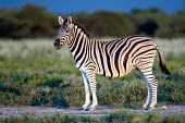 Plains Zebra Equus quagga burchellii,Burchells zebra,Plains zebra,Wild,Least Concern,quagga,Streams and rivers,Mammalia,Perissodactyla,Ponds and lakes,Equidae,Equus,Africa,Terrestrial,Savannah,Herbivorous,Tempora