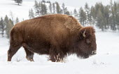Bison in the Snow Bison bison,American bison,Wild,Mammalia,Mammals,Bovidae,Bison, Cattle, Sheep, Goats, Antelopes,Even-toed Ungulates,Artiodactyla,Chordates,Chordata,bison,North America,Temperate,Coniferous,Animalia,Te