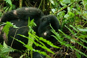 Male Mountain Gorilla (5 y.o.) - Bwindi Impenatrable Forest, Uganda Primate,Gorilla,Male,Bwindi Impenatrable Forest,Uganda,Chordates,Chordata,Primates,Mammalia,Mammals,Hominids,Hominidae,Rainforest,Endangered,Africa,Animalia,beringei,Terrestrial,Herbivorous,IUCN Red L