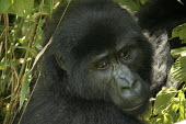 Mountain Gorilla from Nkuringo group Primate,Gorilla,Close up,Bwindi Impenatrable Forest,Uganda,Chordates,Chordata,Primates,Mammalia,Mammals,Hominids,Hominidae,Rainforest,Endangered,Africa,Animalia,beringei,Terrestrial,Herbivorous,IUCN R