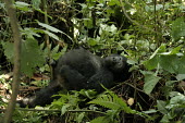 Young male gorilla Primate,Gorilla,Male,Young,Bwindi Impenatrable Forest,Uganda,Chordates,Chordata,Primates,Mammalia,Mammals,Hominids,Hominidae,Rainforest,Endangered,Africa,Animalia,beringei,Terrestrial,Herbivorous,IUCN