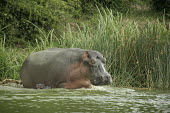 Hippopotamus mother and calf Mother,Calf,Hippopotamidae,Hippopotamuses,Mammalia,Mammals,Even-toed Ungulates,Artiodactyla,Chordates,Chordata,Appendix II,Aquatic,Ponds and lakes,Omnivorous,Hippopotamus,Cetartiodactyla,Vulnerable,am