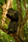 Zanzibar Sykes's monkey Primate,Feeding,Zanzibar,Tanzania,Chordates,Chordata,Old World Monkeys,Cercopithecidae,Primates,Mammalia,Mammals,Terrestrial,Animalia,Omnivorous,Least Concern,Forest,Africa,Cercopithecus,IUCN Red List