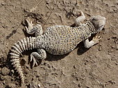 Mesopotamian spiny-tailed lizard (Saara loricata) Mesopotamian spiny-tailed lizard,Saara loricata