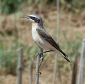 Wheatear (Oenanthe oenanthe) Weatear,Northern Wheatear,Oenanthe oenanthe,Old World Flycatchers,Muscicapidae,Aves,Birds,Perching Birds,Passeriformes,Chordates,Chordata,North America,Africa,Rock,Least Concern,Flying,Europe,Asia,Ter