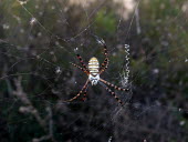 Banded garden spider (Argiope trifasciata) Banded garden spider,Argiope trifasciata