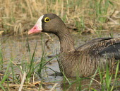 Lesser white-fronted goose (Anser erythropus) Lesser white-fronted goose,Anser erythropus,Ducks, Geese, Swans,Anatidae,Chordates,Chordata,Aves,Birds,Waterfowl,Anseriformes,Tundra,Europe,Asia,Temperate,Forest,Flying,Animalia,Vulnerable,Ponds and l