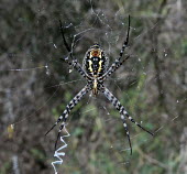 Banded garden spider (Argiope trifasciata) Banded garden spider,Argiope trifasciata