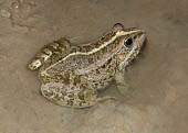 Eurasian marsh frog (Pelophylax ridibundus) Eurasian marsh frog,Pelophylax ridibundus