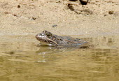 Eurasian marsh frog (Pelophylax ridibundus) Eurasian marsh frog,Pelophylax ridibundus