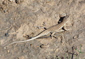 Giant fringe-toed lizard (Acanthodactylus grandis) Seyed Bagher Mousavi Giant fringe-toed lizard,Acanthodactylus grandis