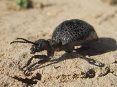 American oil beetle (Meloe americanus) American oil beetle,Meloe americanus