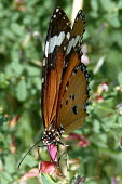 Plain tiger (Danaus chrysippus) Plain tiger,Danaus chrysippus,Arthropoda,Arthropods,Lepidoptera,Butterflies, Skippers, Moths,Nymphalidae,Brush-Footed Butterflies,Insects,Insecta,Lesser wanderer,African queen,Not Evaluated,Asia,Danau