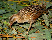 Corncrake (Crex crex) Corncrake,Crex crex,Rallidae,Coots, Rails, Waterhens,Gruiformes,Rails and Cranes,Chordates,Chordata,Aves,Birds,Wildlife and Conservation Act,Africa,Omnivorous,Flying,Agricultural,crex,Europe,Animalia,