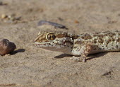Baluch ground gecko (Bunopus tuberculatus) Baluch ground gecko,Bunopus tuberculatus,Gekkonidae,Geckos,Reptilia,Reptiles,Chordates,Chordata,Squamata,Lizards and Snakes,Bunopus biporus,Alsophylax blanfordii,Bunopus gabrielis,Bunopus blanfordii,A