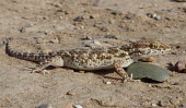 Baluch ground gecko (Bunopus tuberculatus) Baluch ground gecko,Bunopus tuberculatus,Gekkonidae,Geckos,Reptilia,Reptiles,Chordates,Chordata,Squamata,Lizards and Snakes,Bunopus biporus,Alsophylax blanfordii,Bunopus gabrielis,Bunopus blanfordii,A