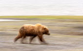 A Bears Walk Ursus arctos middendorffi,Kodiak bear,Wild