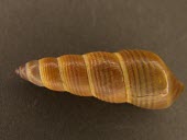 Carelia cochlea shell Mollusca,Animalia,cochlea,Stylommatophora,North America,Extinct,Amastridae,Terrestrial,Carelia,Gastropoda,Herbivorous,IUCN Red List