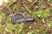 Gadow's false brook salamander female, dorsal view Adult Female,Adult,Plethodontidae,Terrestrial,Chordata,Endangered,Pseudoeurycea,Tropical,Caudata,Forest,North America,IUCN Red List,Animalia,Amphibia,Grassland,Sub-tropical