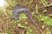 Gadow's false brook salamander, female Adult,Adult Female,Plethodontidae,Terrestrial,Chordata,Endangered,Pseudoeurycea,Tropical,Caudata,Forest,North America,IUCN Red List,Animalia,Amphibia,Grassland,Sub-tropical