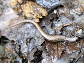 Veracruz pygmy salamander, dorsal view Adult,Critically Endangered,North America,Chordata,Caudata,Forest,Thorius,Plethodontidae,Terrestrial,Animalia,IUCN Red List,Rock,Agricultural,Amphibia