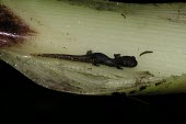 Black-spotted salamander, side view Adult,nigromaculata,Amphibia,Terrestrial,North America,Critically Endangered,Chordata,IUCN Red List,Tropical,Animalia,Plethodontidae,Pseudoeurycea