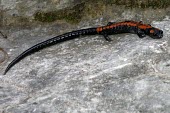 Bell's false brook salamander Adult,Vulnerable,Caudata,Chordata,Carnivorous,Pseudoeurycea,Sub-tropical,Temperate,Urban,Plethodontidae,South America,Agricultural,Terrestrial,bellii,Animalia,Amphibia,IUCN Red List