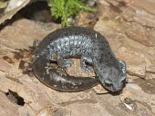 Chunky salamander on bark Adult,Terrestrial,Plethodontidae,Forest,Caudata,Urban,Amphibia,Animalia,Pseudoeurycea,Near Threatened,North America,IUCN Red List,Chordata