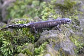 Chunky salamander on rocks Adult,Terrestrial,Plethodontidae,Forest,Caudata,Urban,Amphibia,Animalia,Pseudoeurycea,Near Threatened,North America,IUCN Red List,Chordata