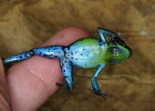 Emerald poison frog, ventral view Survival Adaptations,Camouflage,Adult,Defence behaviours,Amphibia,Aquatic,Fresh water,Dendrobatidae,Tropical,Forest,Terrestrial,Animalia,IUCN Red List,Anura,Streams and rivers,Rainforest,Chordata,Amee