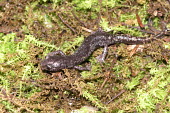 Gadow's false brook salamander, male Adult Male,Adult,Plethodontidae,Terrestrial,Chordata,Endangered,Pseudoeurycea,Tropical,Caudata,Forest,North America,IUCN Red List,Animalia,Amphibia,Grassland,Sub-tropical