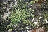 Pennyroyal growing with New Zealand pygmy weed (introduced invasive species) Inter-specific Relationships,Pests,Photosynthetic,Plantae,Temporary water,Lamiales,Terrestrial,Wildlife and Conservation Act,North America,Europe,Anthophyta,Agricultural,Mentha,Lamiaceae,Vulnerable,Ma