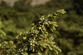 Juniper, showing male cones Fruits or berries,Leaves,Pinales,Pinopsida,Conifers,Cupressaceae,Cypress Family,Pinophyta,Coniferopsida,Terrestrial,Wildlife and Conservation Act,Temperate,Heathland,Coniferales,Tracheophyta,Europe,Ju