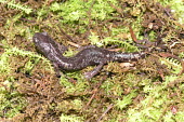 Gadow's false brook salamander male, dorsal view Adult Male,Adult,Plethodontidae,Terrestrial,Chordata,Endangered,Pseudoeurycea,Tropical,Caudata,Forest,North America,IUCN Red List,Animalia,Amphibia,Grassland,Sub-tropical