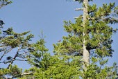Picea morrisonicola mature tree Mature form,Tracheophyta,Pinaceae,morrisonicola,Photosynthetic,Terrestrial,Coniferopsida,Forest,Vulnerable,IUCN Red List,Asia,Plantae,Picea,Coniferous,Coniferales