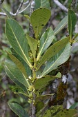Coffea macrocarpa leaves and flowers Leaves,Flower,Mature form,Rubiaceae,Africa,Vulnerable,Rubiales,Plantae,macrocarpa,Forest,Tracheophyta,Coffea,Magnoliopsida,Terrestrial,Photosynthetic,IUCN Red List