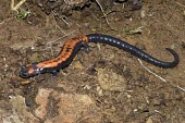Bell's false brook salamander on earth Adult,Vulnerable,Caudata,Chordata,Carnivorous,Pseudoeurycea,Sub-tropical,Temperate,Urban,Plethodontidae,South America,Agricultural,Terrestrial,bellii,Animalia,Amphibia,IUCN Red List