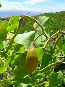 Ripe fruit of native caper Fruits or berries,Capparales,North America,Tracheophyta,Capparis,Terrestrial,Rock,Capparaceae,Vulnerable,Plantae,sandwichiana,Magnoliopsida,Photosynthetic,IUCN Red List