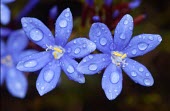 Close up of Nivenia stokoei flowers Flower,Mature form,Terrestrial,Iridaceae,Plantae,Magnoliopsida,Photosynthetic,Nivenia,Tracheophyta,Africa,Liliales