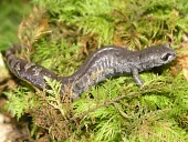 Chunky salamander crawling over moss Adult,Terrestrial,Plethodontidae,Forest,Caudata,Urban,Amphibia,Animalia,Pseudoeurycea,Near Threatened,North America,IUCN Red List,Chordata