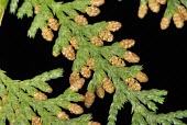 Taiwan cypress cones close up Leaves,Terrestrial,Forest,Endangered,Photosynthetic,Plantae,Coniferales,Coniferopsida,Asia,formosensis,Cupressaceae,Chamaecyparis,IUCN Red List,Tracheophyta