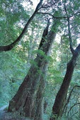 Taiwan cypress mature form Species in habitat shot,Forests,Habitat,Mature form,Terrestrial,Forest,Endangered,Photosynthetic,Plantae,Coniferales,Coniferopsida,Asia,formosensis,Cupressaceae,Chamaecyparis,IUCN Red List,Tracheophyt