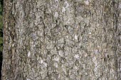 Picea morrisonicola bark Mature form,Tracheophyta,Pinaceae,morrisonicola,Photosynthetic,Terrestrial,Coniferopsida,Forest,Vulnerable,IUCN Red List,Asia,Plantae,Picea,Coniferous,Coniferales