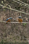Male kingfisher passing fish to female Reproduction,Courtship and Displays,Aves,Birds,Chordates,Chordata,Coraciiformes,Rollers Kingfishers and Allies,Alcedinidae,Kingfishers,Wetlands,Streams and rivers,Flying,Carnivorous,Africa,Asia,Ponds