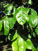Aglaia saltatorum leaves Leaves,Tracheophyta,Terrestrial,Sapindales,Vulnerable,Forest,Magnoliopsida,Meliaceae,Plantae,IUCN Red List,Aglaia,Australia