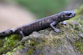 Chunky salamander, side view Adult,Terrestrial,Plethodontidae,Forest,Caudata,Urban,Amphibia,Animalia,Pseudoeurycea,Near Threatened,North America,IUCN Red List,Chordata