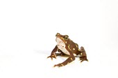 Male Pirre Mountain frog Adult Male,Adult,Rainforest,glyphus,Streams and rivers,Terrestrial,Amphibia,Animalia,Chordata,Anura,Bufonidae,Atelopus,Critically Endangered,South America,IUCN Red List